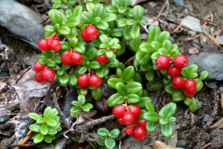 Uncommon Berry Choices Image